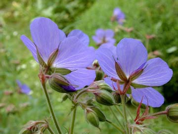 hoa_PhongLu_geranium_DifferentMeaningColors2.jpg