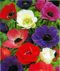 http://www.chanphuocliem.com/Trang_SuuTamLuomLat/SuuTam_hoa/hoa_ThuMauDon_Anemone_BoVo.jpg