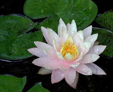 Hoa Sung Water lily