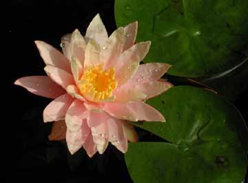 Hoa Sung Water lily